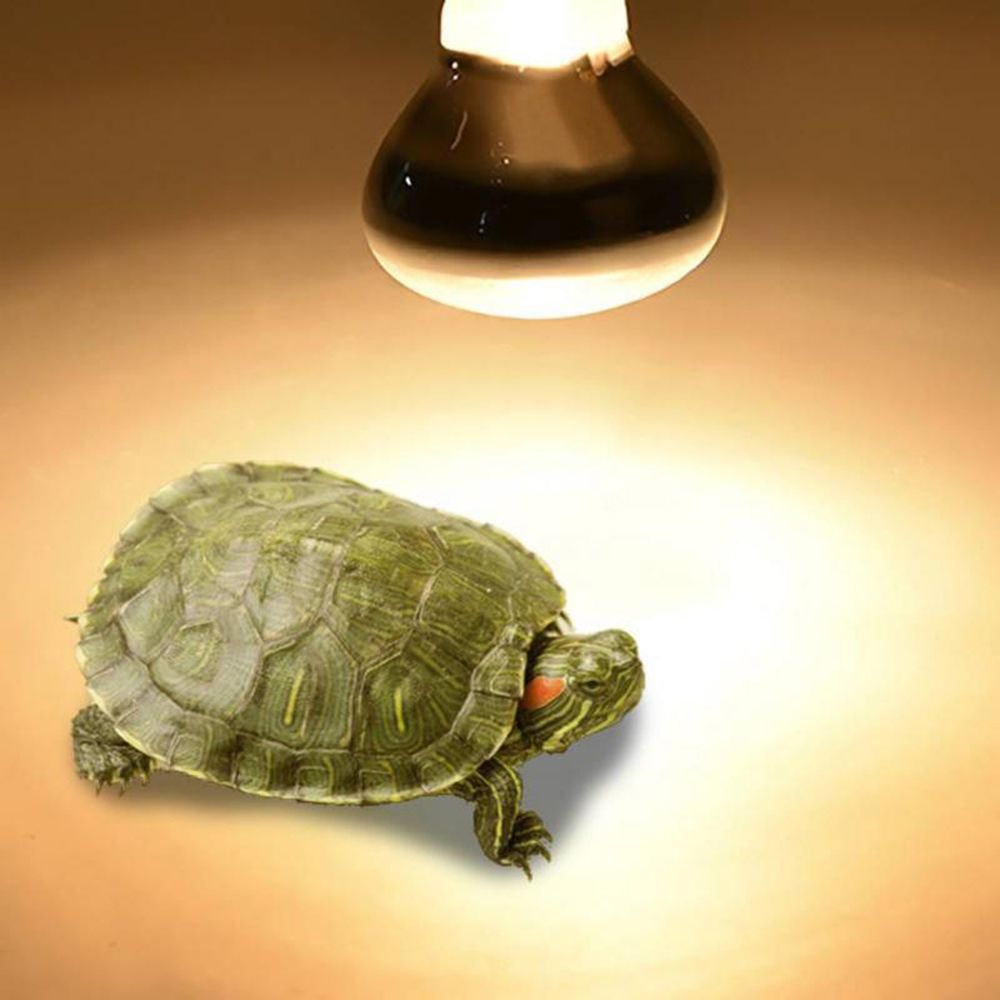 Lampe chauffante pour lézards, - Basking Bulb Halogen avis et prix