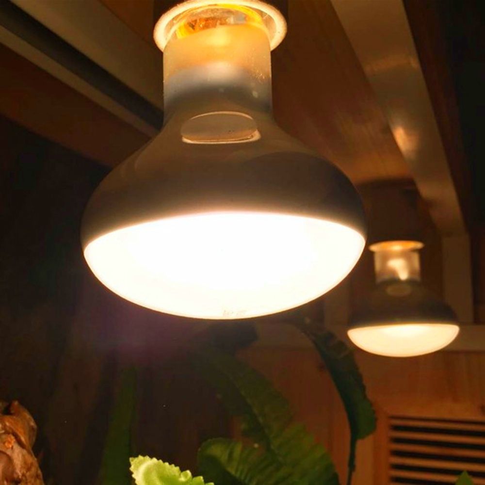 Contrôleur de température tort - Basking Bulb Halogen avis et prix